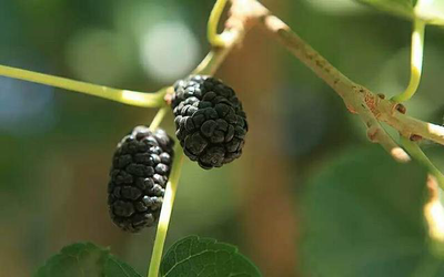 你的美容下午茶,真的有補夠花青素嗎“桑果果桑葚干幫你補足花青素_健康_網