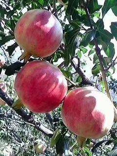 農產品批發供應商楊維維 - 惠農網電腦版