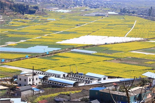 攀西地區最美油菜花海,米易這個地方美得像夢境一樣